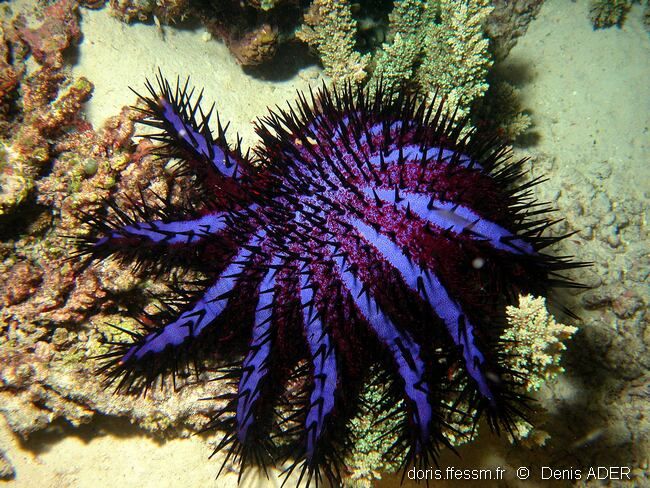 Acanthaster planci