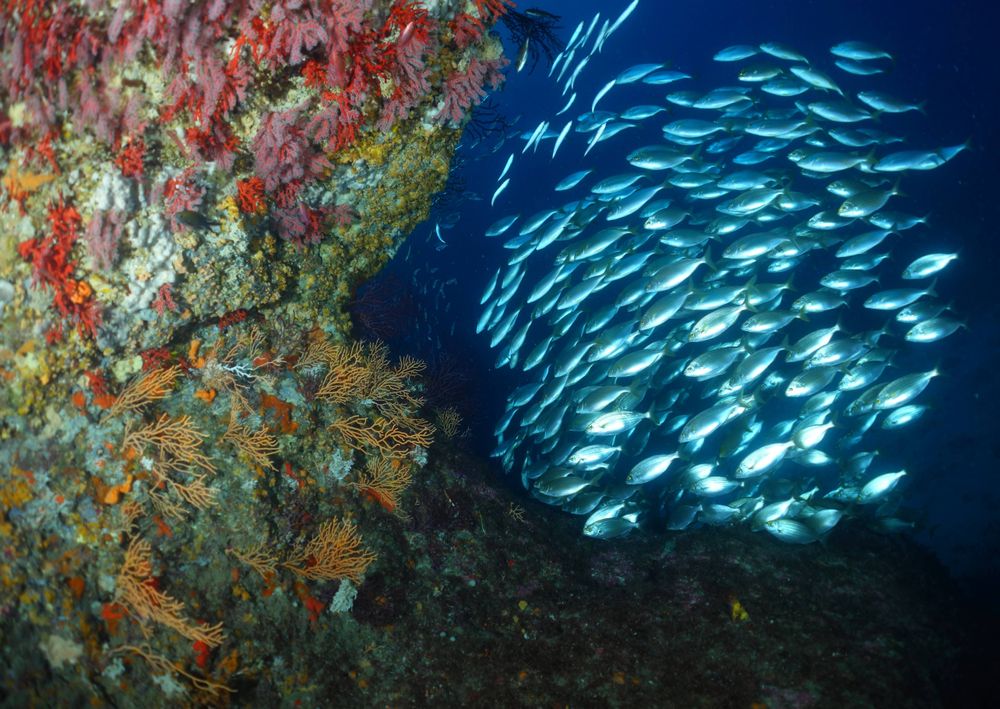 Un banc de poisson devant du corail rouge