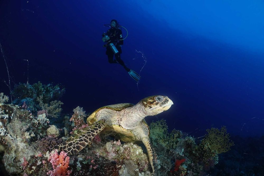 Plongeur et tortue à Elba