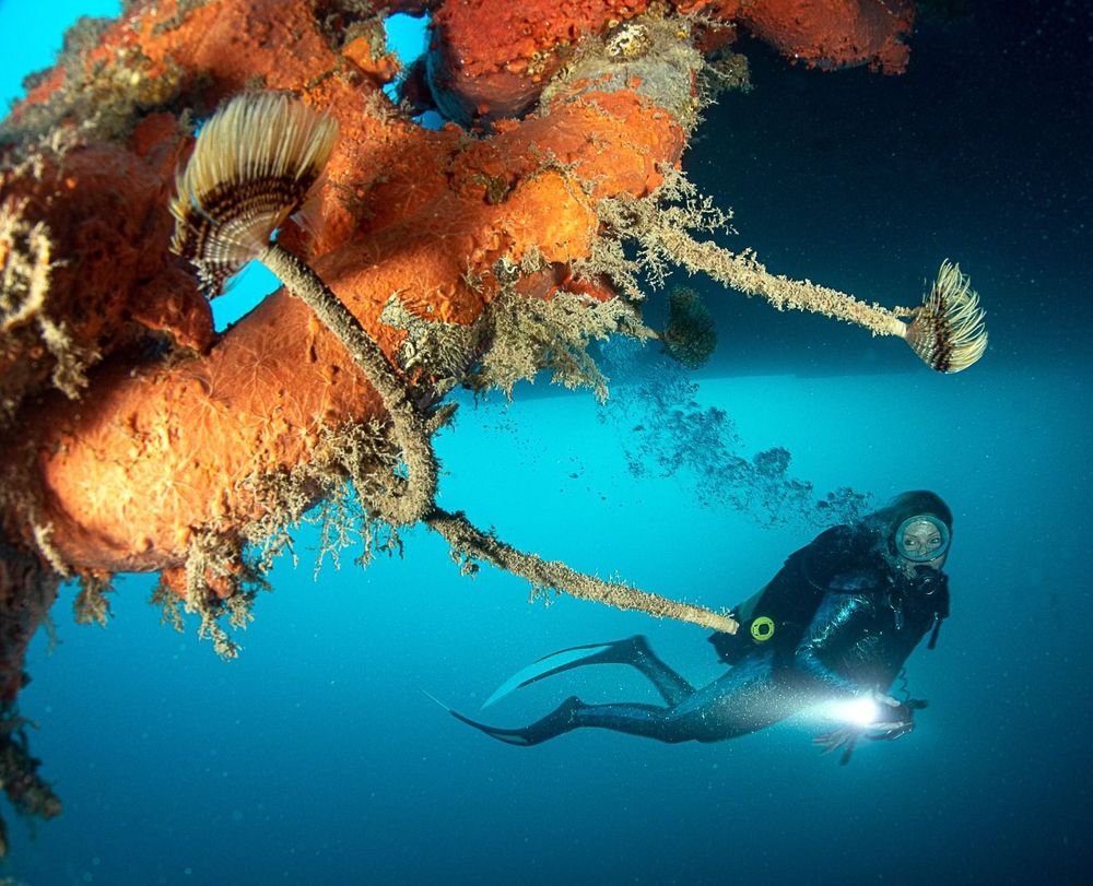 Spirographe présent sur un maillon