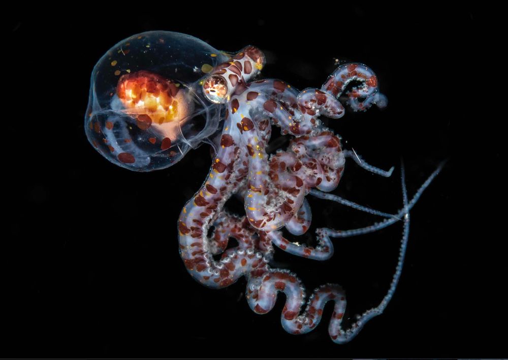 Un poulpe juvénile