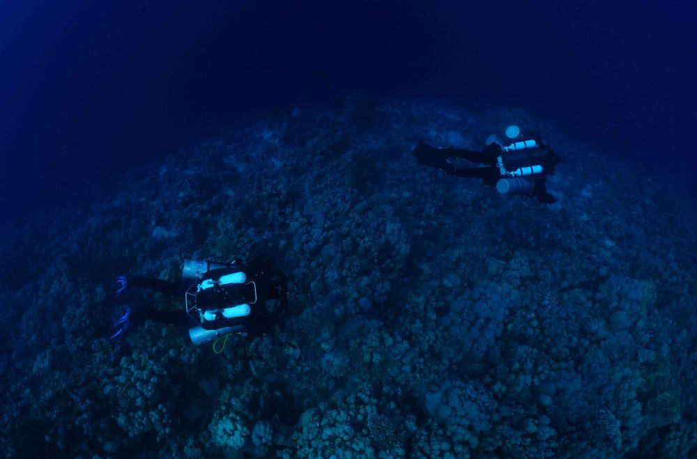 Deux plongeurs recycleurs longent un récif