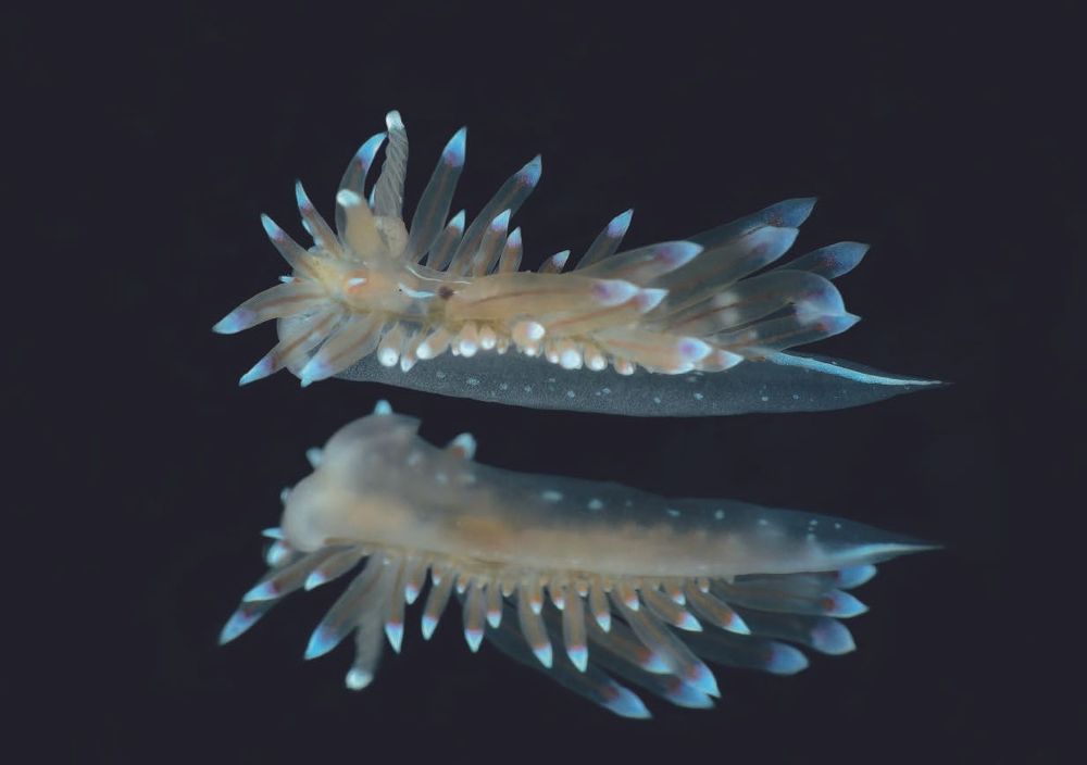 Un nudibranche