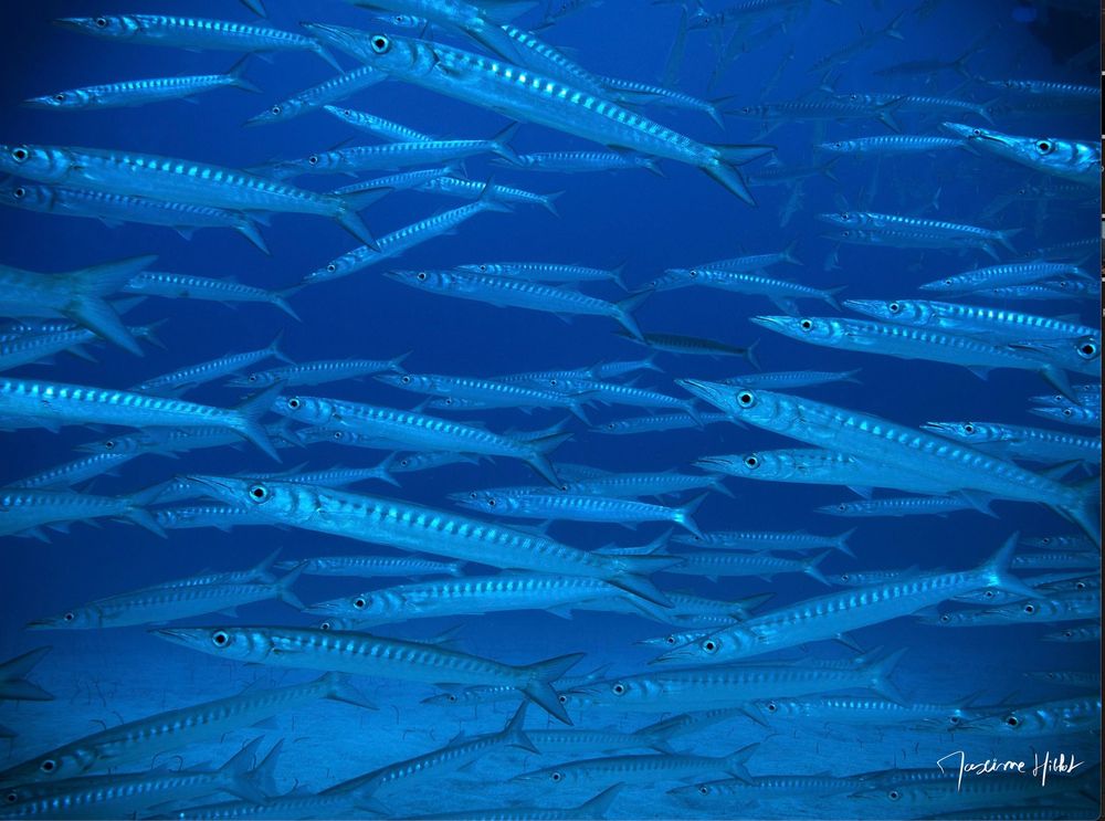 Barracudas