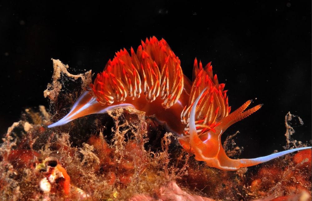Une godive ou limace de mer