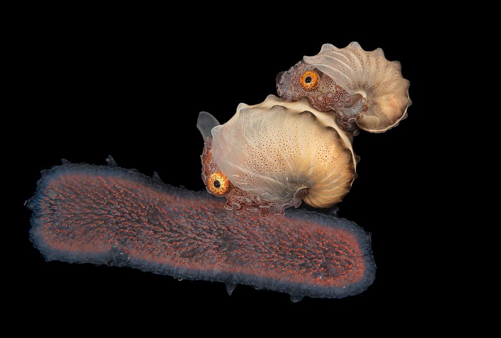 Deux nautiles l'un sur l'autre