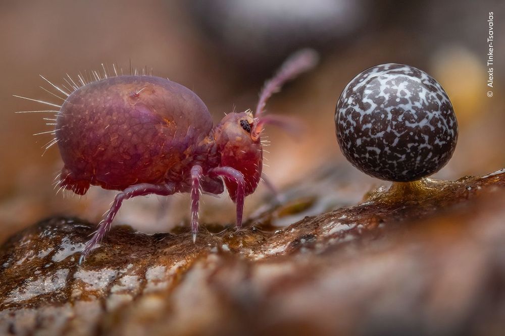 Un insecte sur une écorce