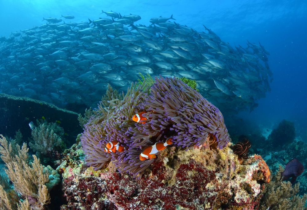 Poissons clowns et, en arrière plan, banc de carangues à gros yeux