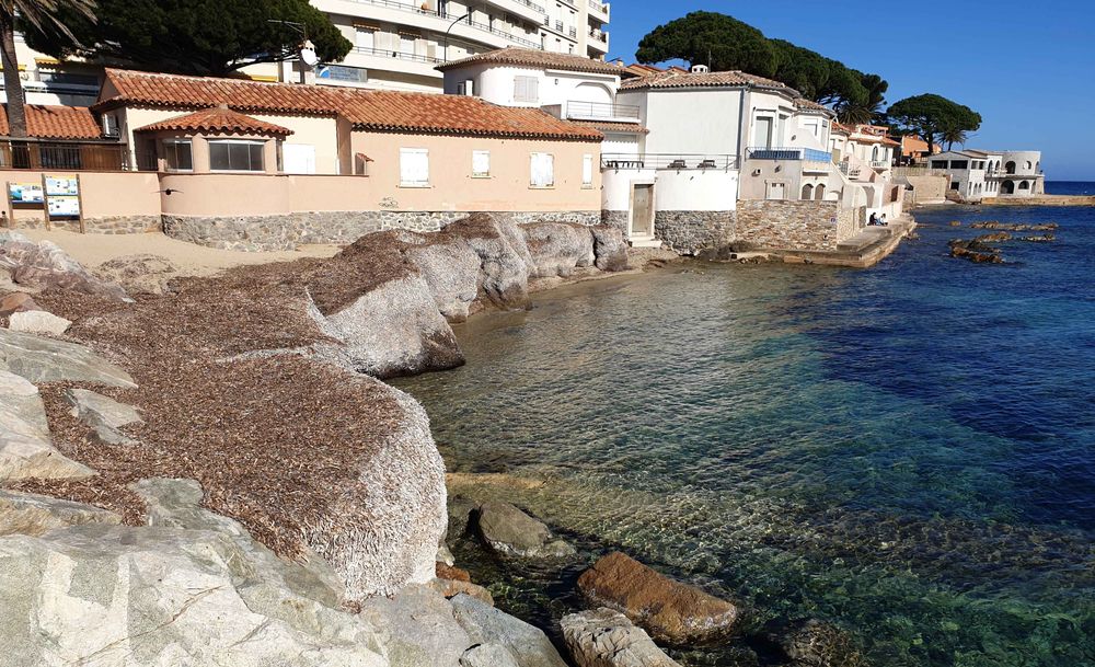 Banquettes ou couches de posidonie sur une plage