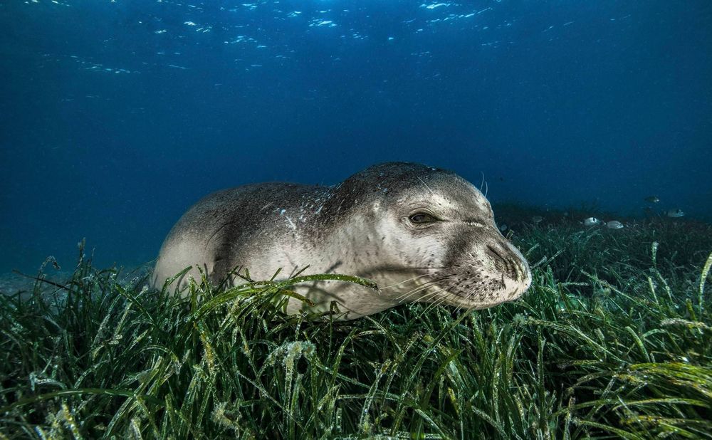 Un phoque couché dans la posidonie