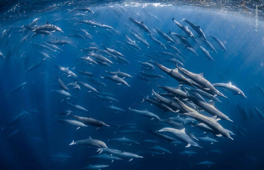 Des dauphins en groupe