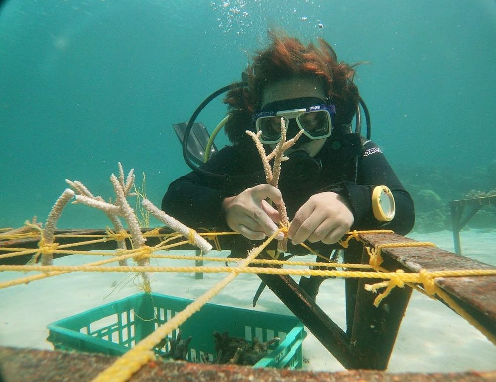 Un plongeur fixant des boutures de corail sur une structure 