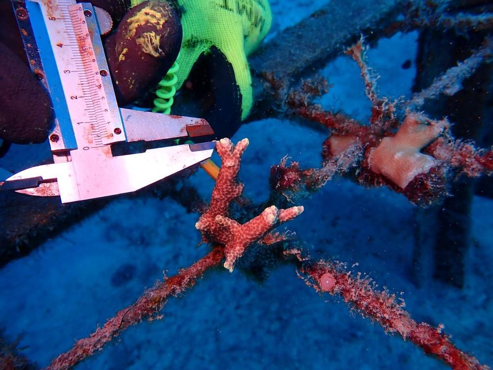 Mesure de la croissance du corail à l'aide d'un outil