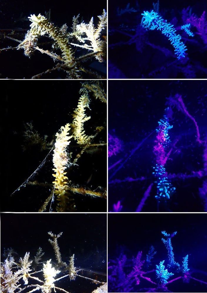 Mise en évidence croissance des fragments de coraux par fluorescence 