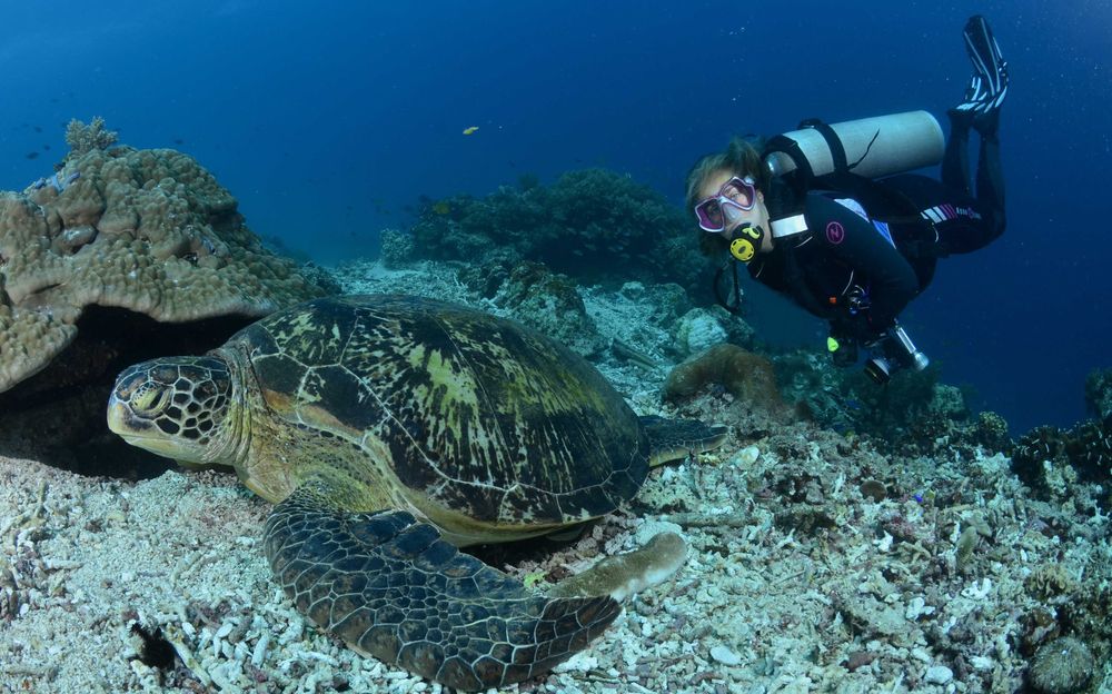 Une tortue sur le fond avec une plongeuse