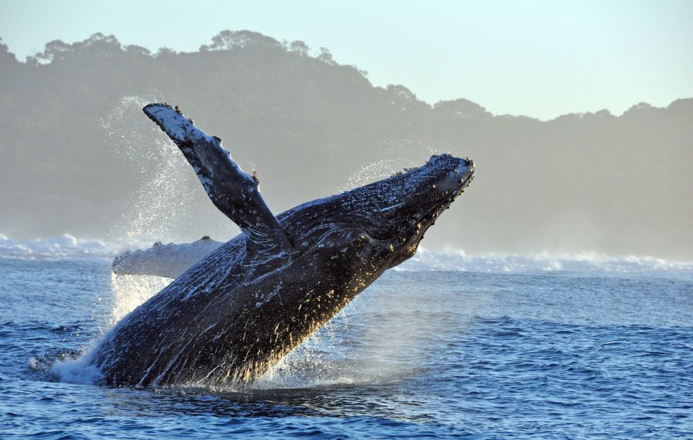 Un baleine qui saute hors de l'eau