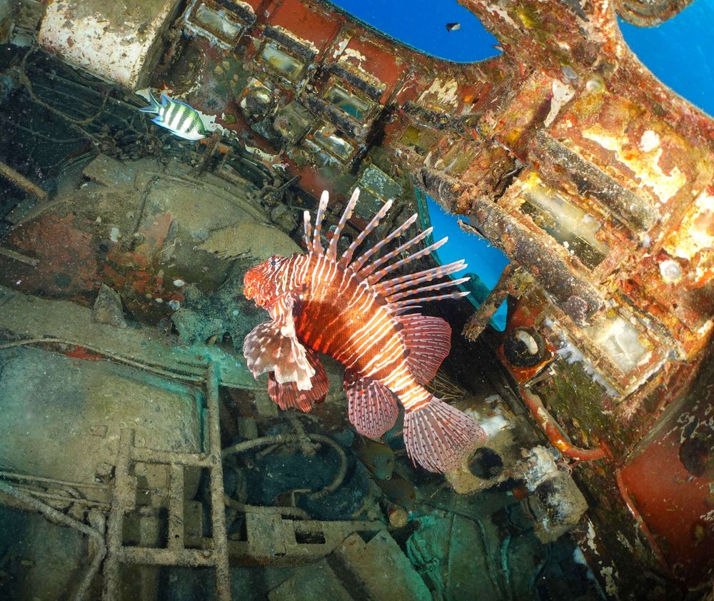 Une rascasses volante dans tourelle tank immergé