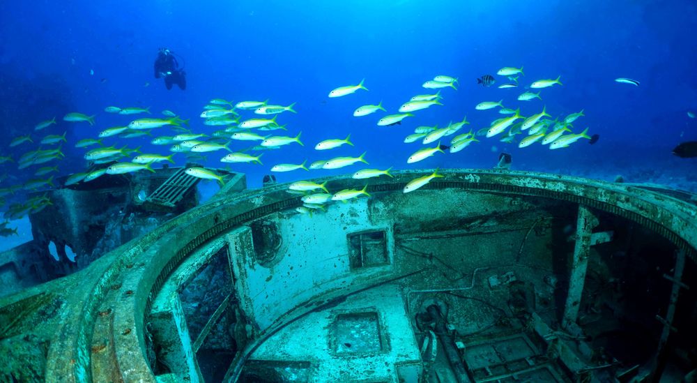 Bancs de poissons