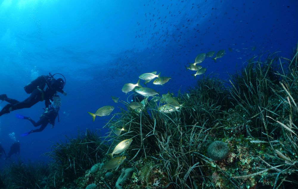 Posidonie, plongeurs et poissons