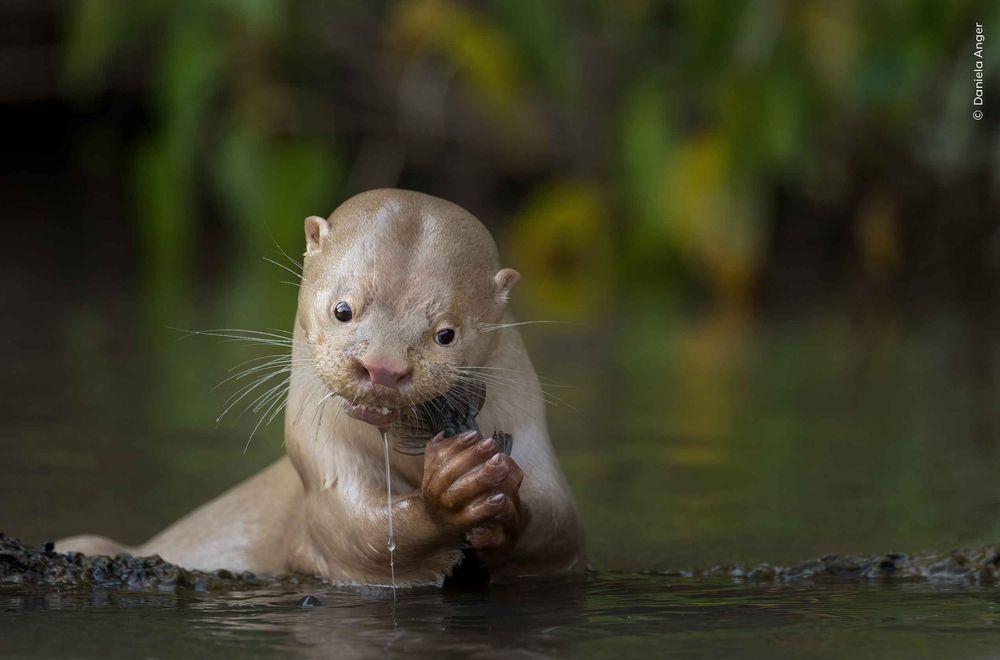Une loutre mangeant un poisson