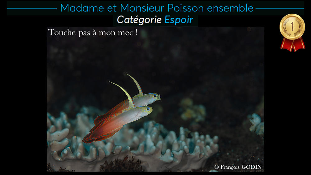 Deux poissons identiques côte à côte