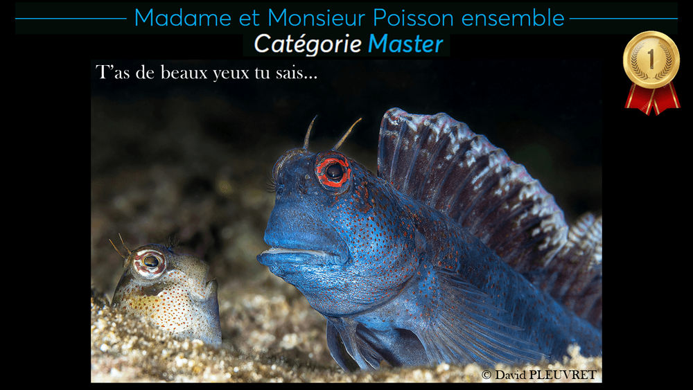 Deux poissons même espèce face à face