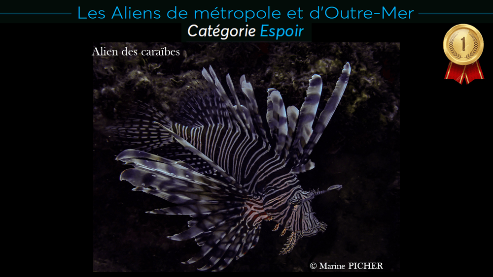 Une rascasse volante