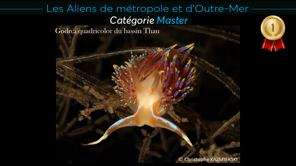 Godiva quadricolor du bassin Thau