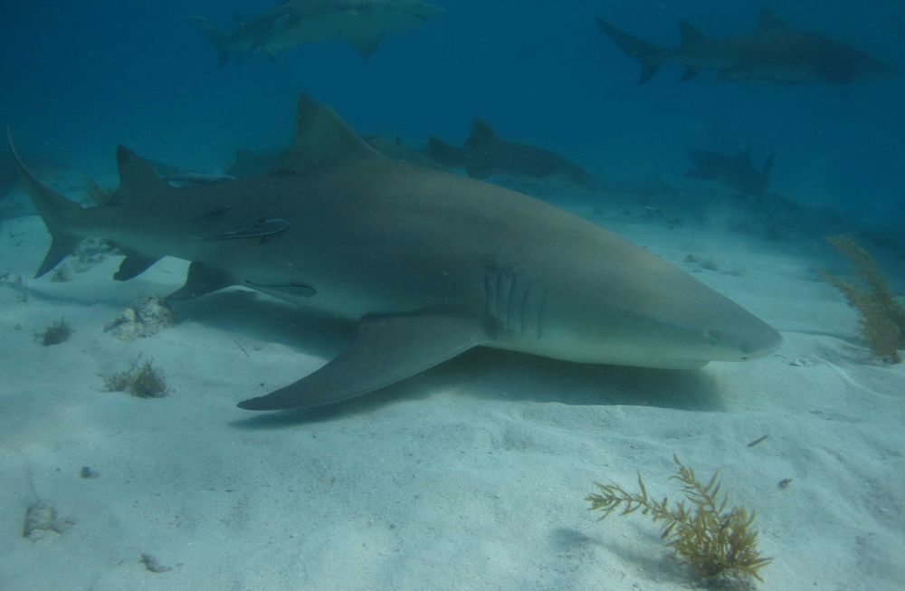 Un requin citron plaqué sur le sable