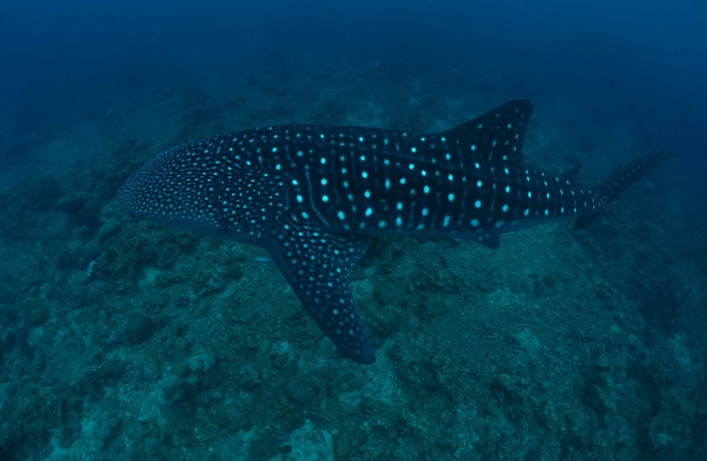 Un requin baleine vu de profil