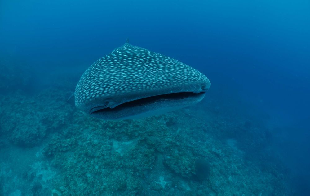 Un requin baleine vu de face