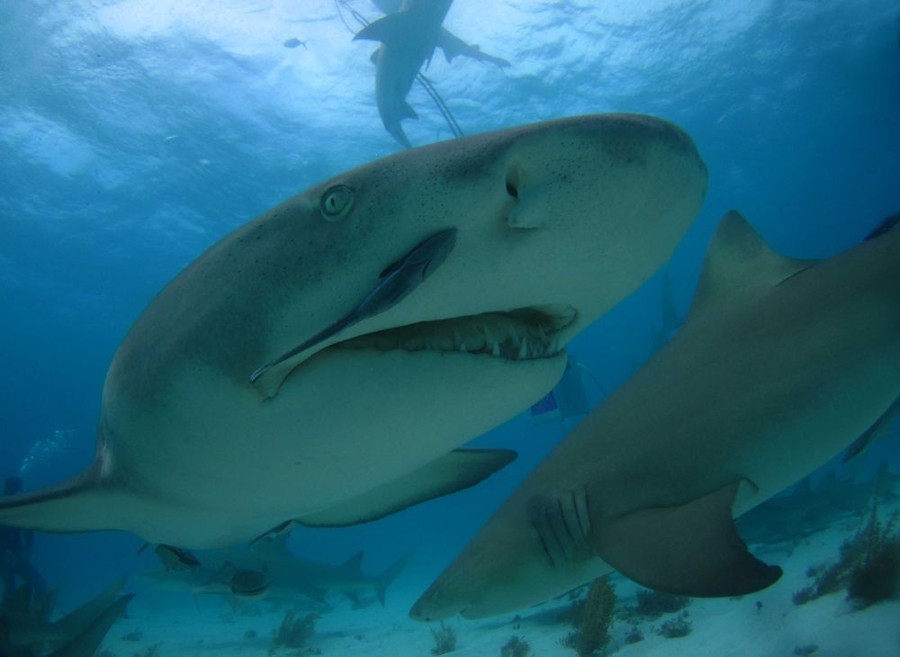 Un requin citron vu de près