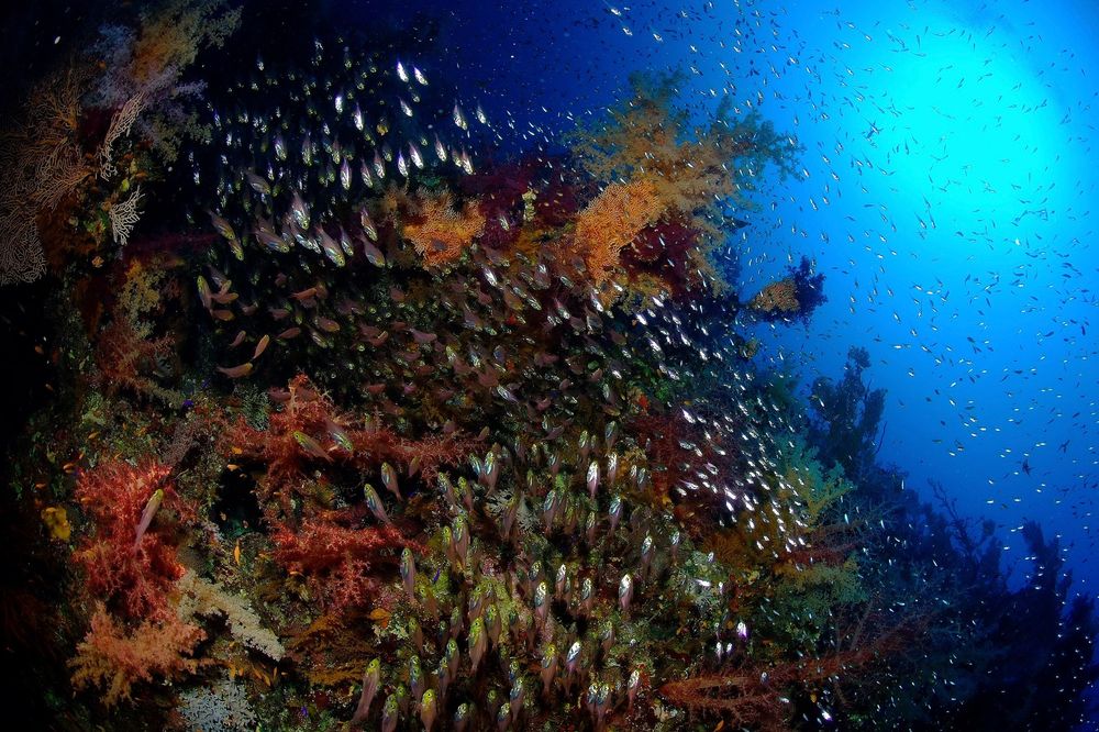 Une image d'un récif plein de vie en mer Rouge