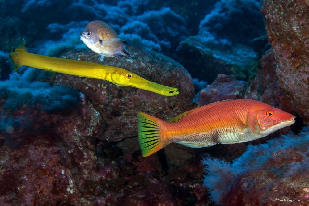 Des poissons de l'Altantique et tropicaux