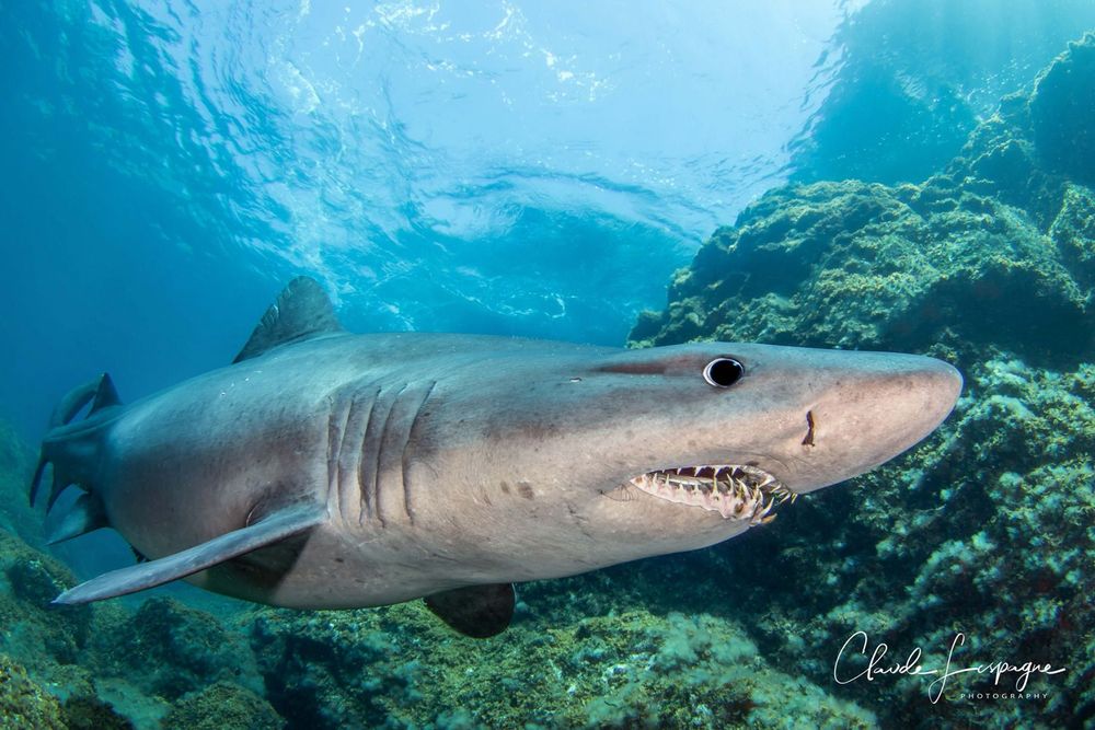 Un requin féroce