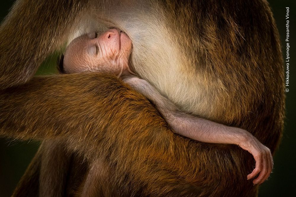 Un bébé macaque