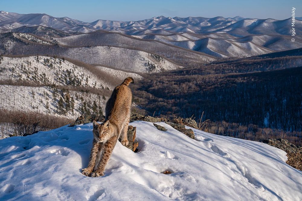 Un lynx dans la neige