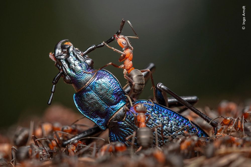 Des fourmis attaquant un scarabée