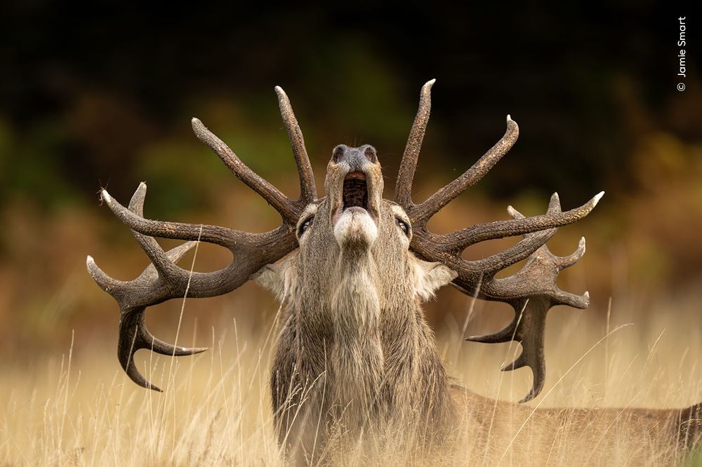 Une cerf bramant 