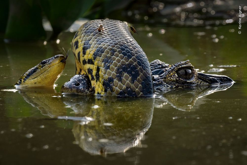 un serpent bagarrant avec un crocodile