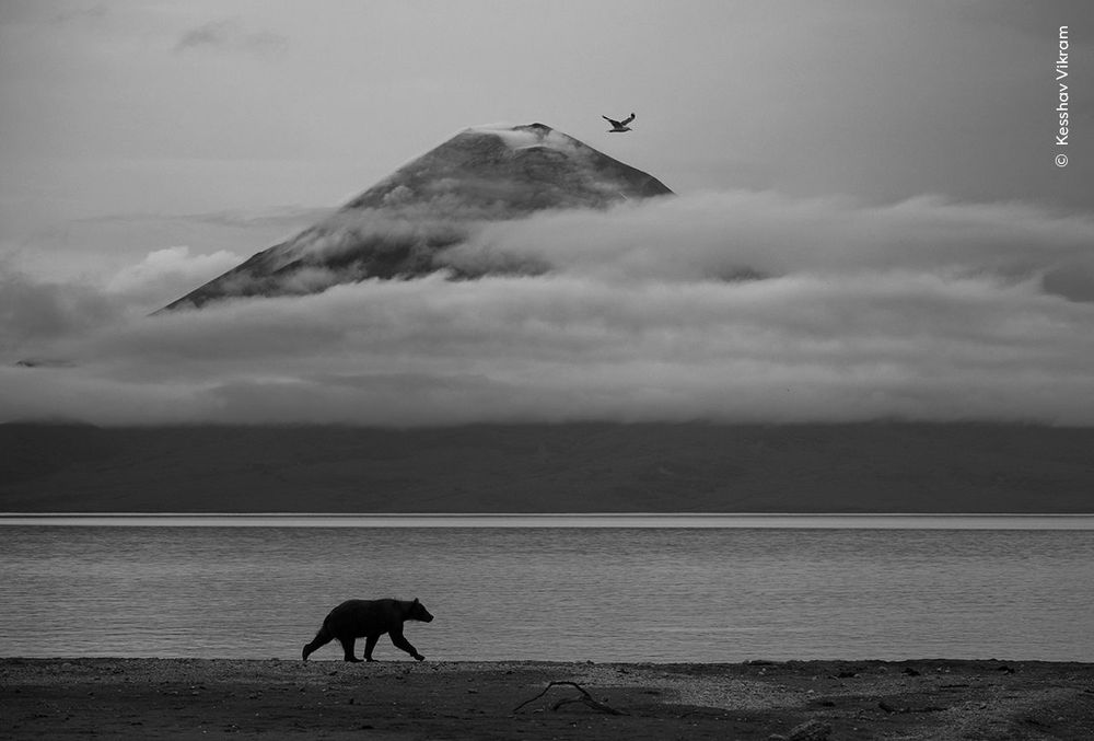 Un ours marchant, seul, au bord de l'eau.
