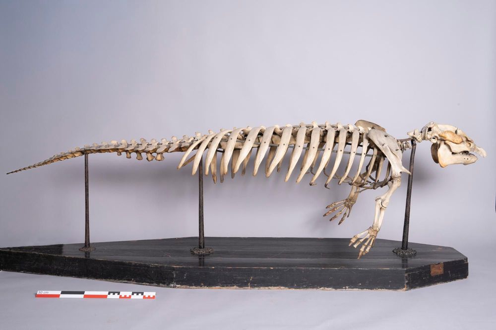 Un squelette de lamentin