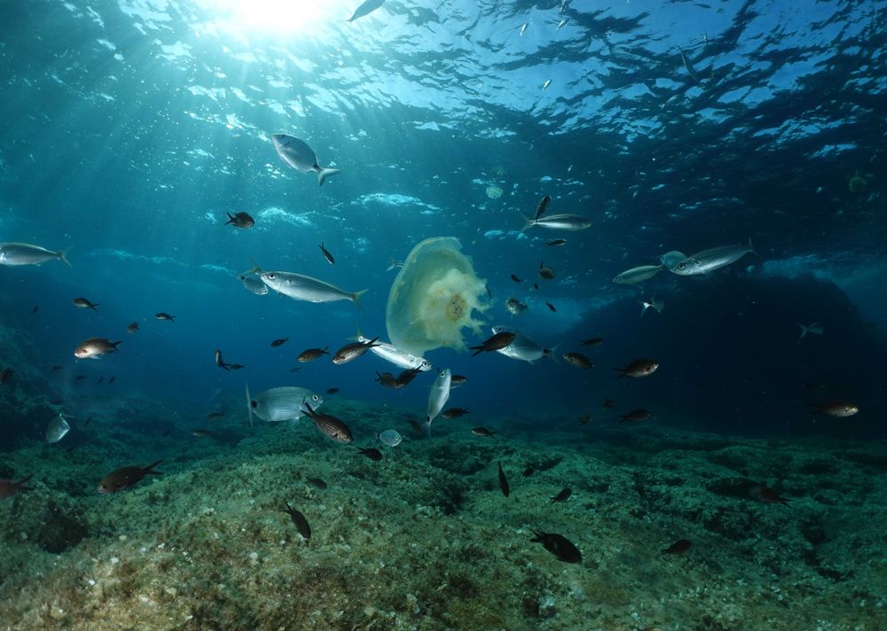 Une méduse et des petits poissons