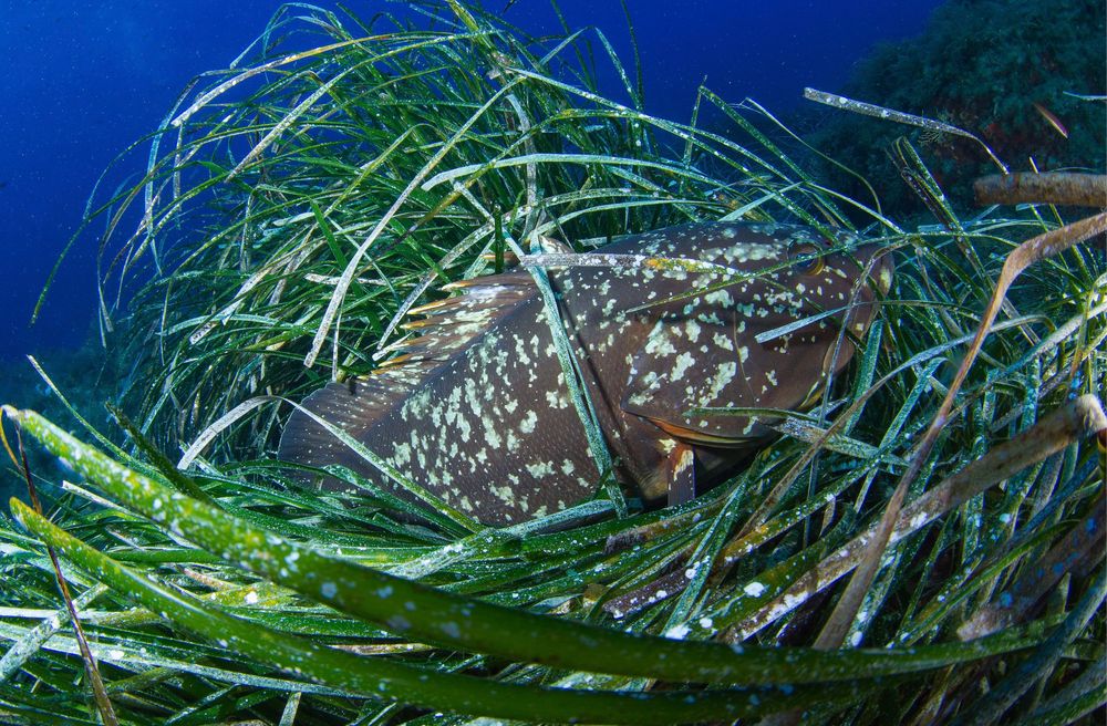 Mérou brun de Méditerranée