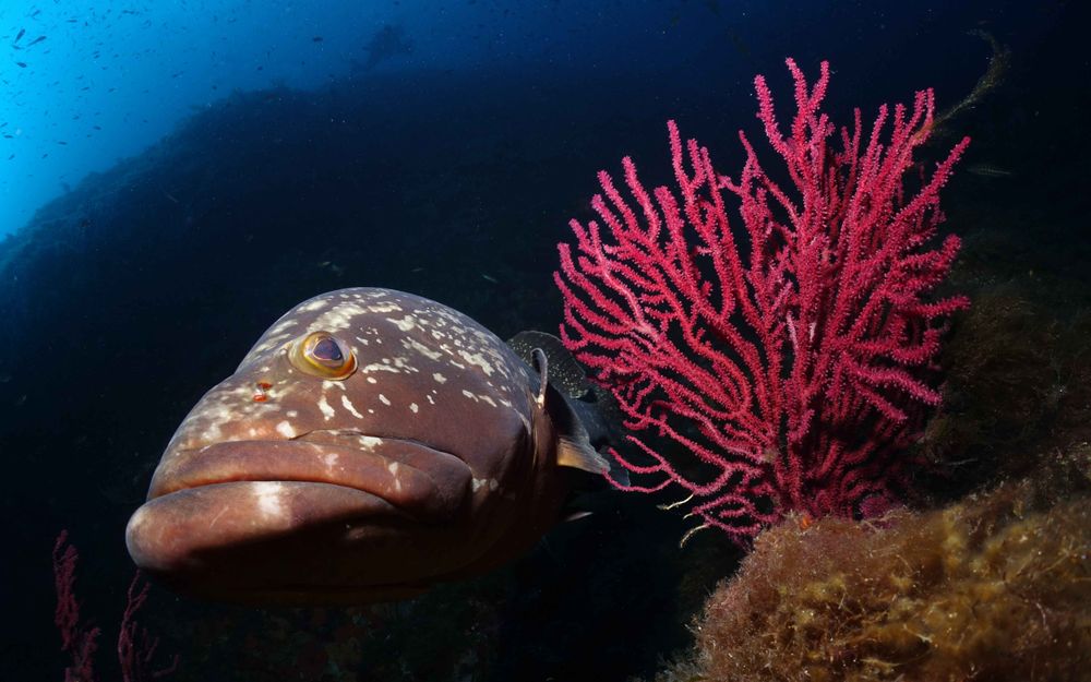 Un mérou à côté d'une gorgone