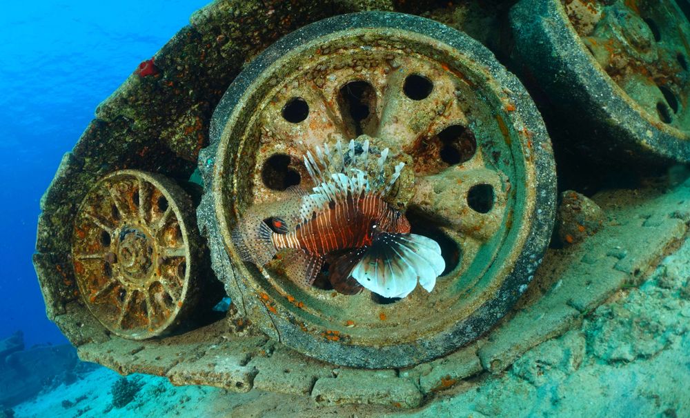 Une rascasse volante près d'une chenille d'un tank.