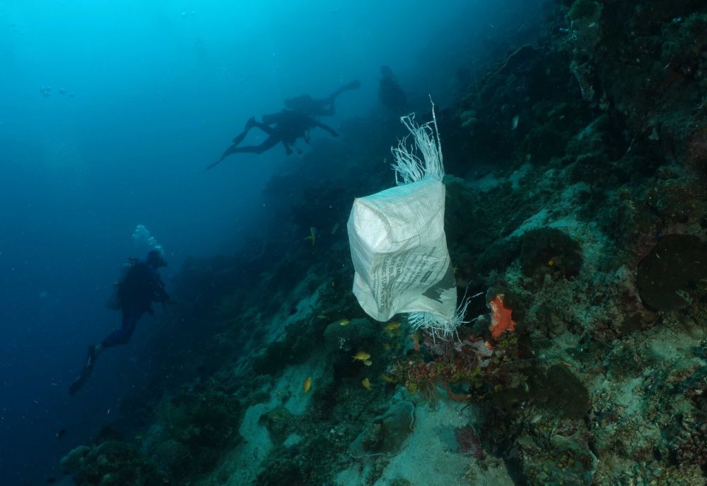 Un sac accroché aux coraux