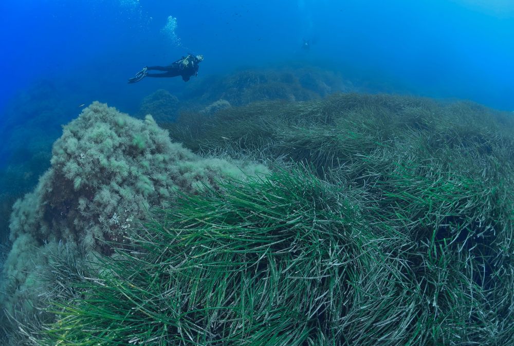 Un herbier de posidonie