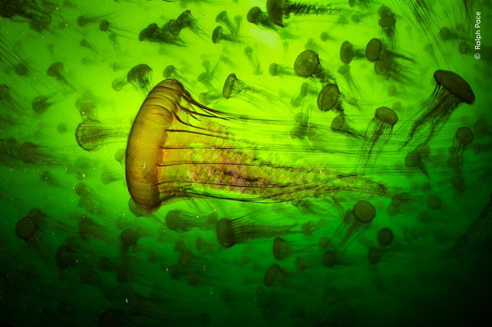 Des méduses dans une eau verte.