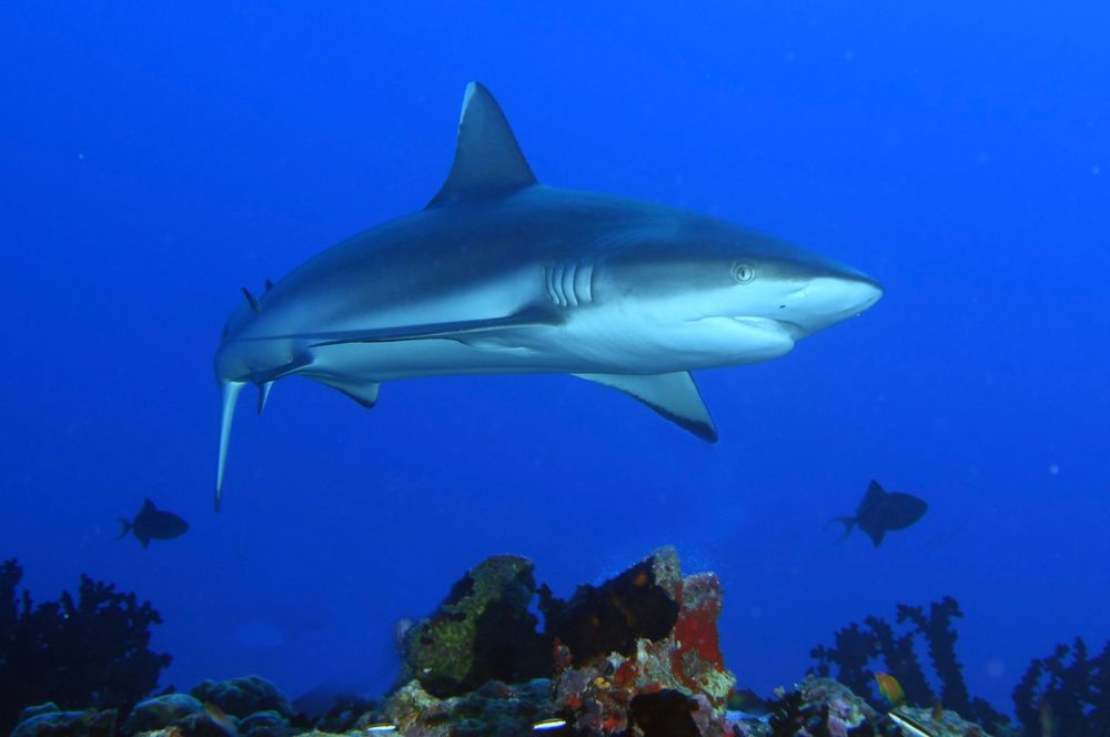 Requin de récif